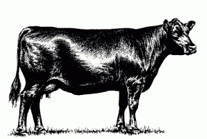 cow_right_face 21