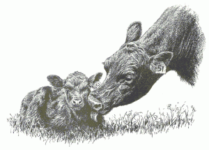 cow_sniff_calf